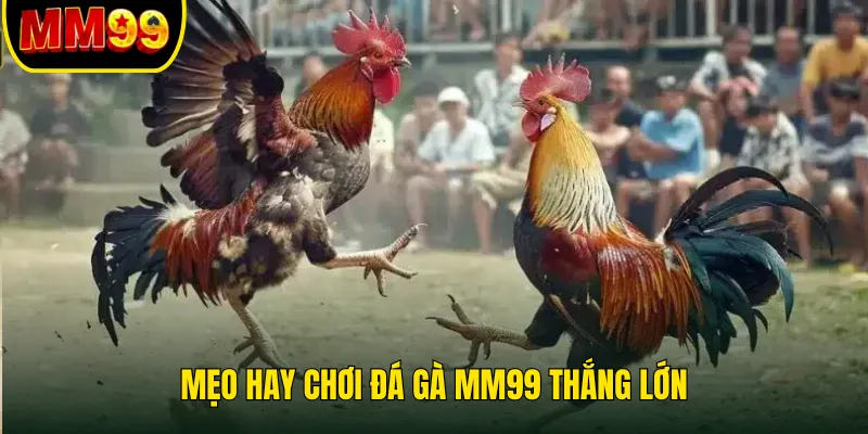meo-hay-choi-da-ga-mm99-thang-lon